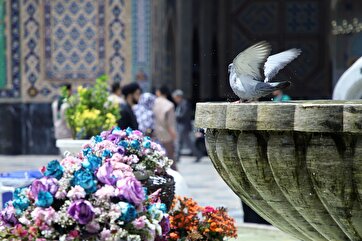 2024 Karamat Celebrations: Splendor of Imam Reza Shrine in Pictures