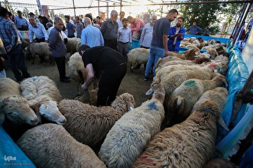 Purchase of Livestock in Tehran to Sacrifice during Eid al-Adha