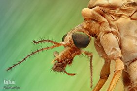 ناتوان‌ترین خلق