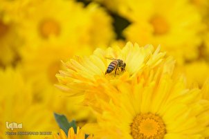 Festival des chrysanthèmes dans la capitale iranienne des fleurs