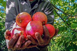 Lokacin Girbin Ruman a Shiraz