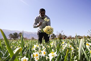 Aikin Girbin furen Daffodils a Kudancin Iran