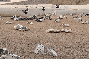 Makabartar Abu Talib a Makkah