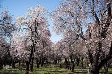 As flores da primavera na província de Fars