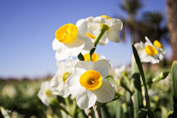 Colhendo narcisos no sul do Irã