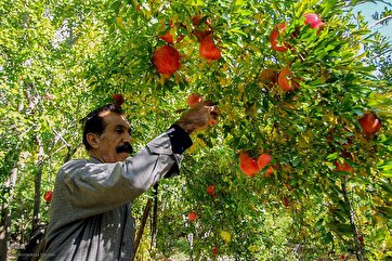 Galeria de Fotos: Temporada da Colheita de Romãs em Shiraz